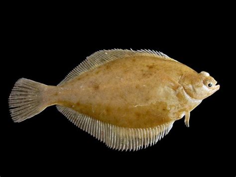 flat fish|15 Types of Flatfish to Eat in the Ocean: The Ultimate Guide.